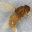First record of African fig fly, Zaprionus ...